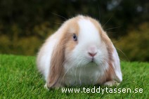 Teddytassens Plommon (satin)